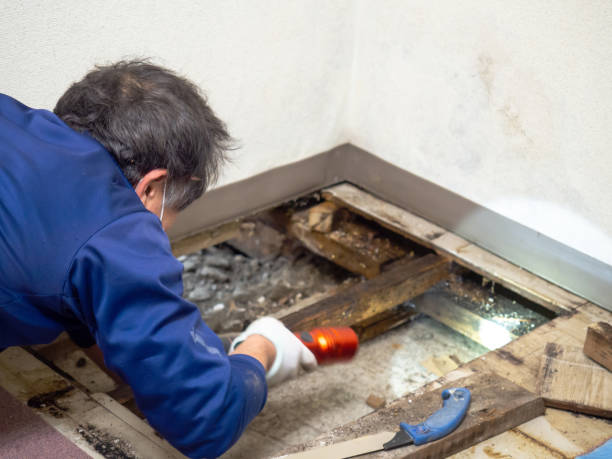 Best Same-Day Mold Removal  in Richmond, MI