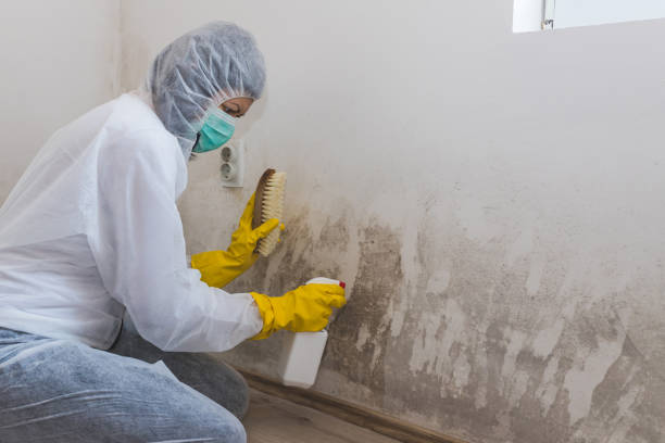 Best Affordable Mold Removal  in Richmond, MI