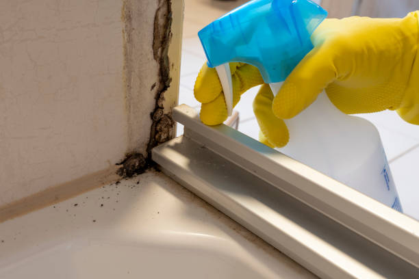 Best Attic Mold Removal  in Richmond, MI