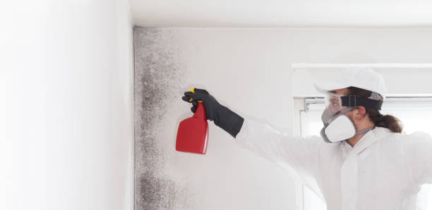 Office Mold Removal Services in Richmond, MI
