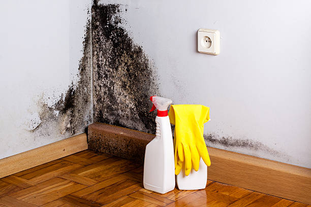 Best Mold Removal Near Me  in Richmond, MI