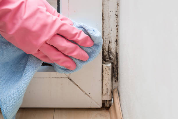 Reliable Richmond, MI Mold Removal Solutions
