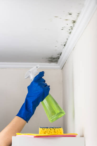 Best Mold Testing  in Richmond, MI